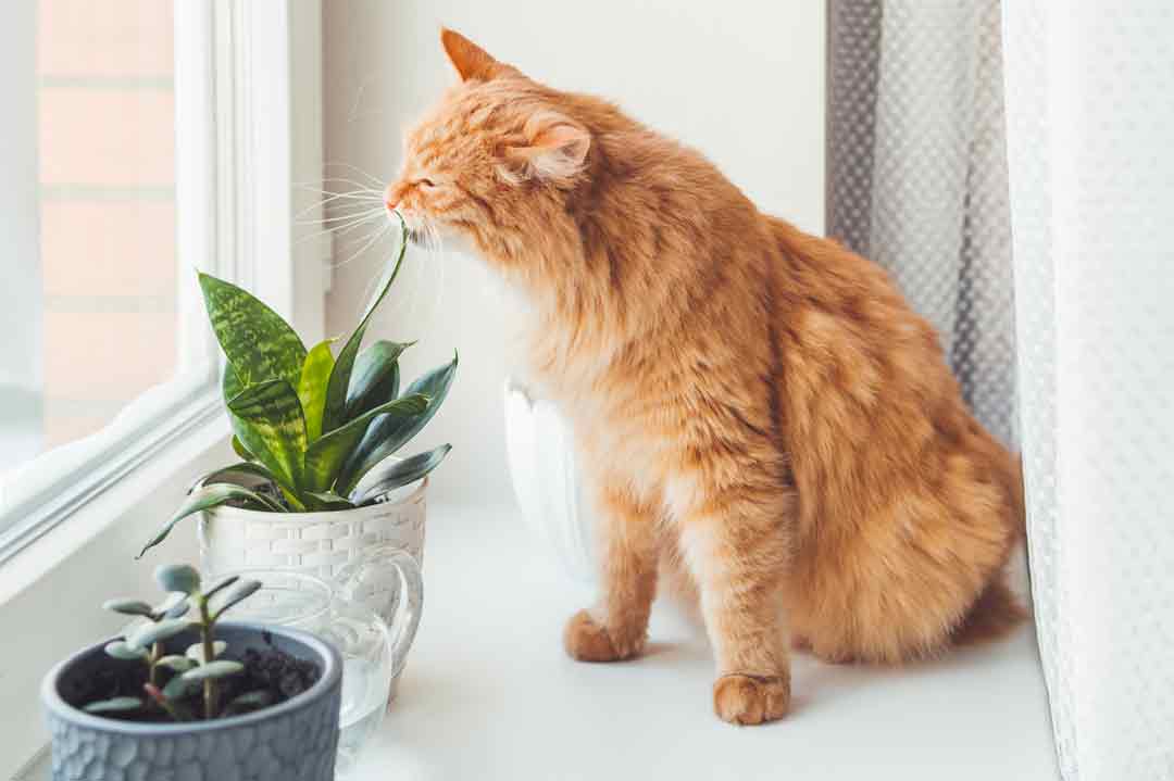 Giftpflanzen Katzen: Sansevieria