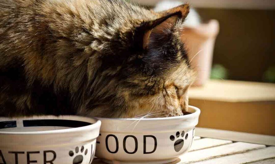 Wie wichtig ist hochwertiges Katzenfutter?