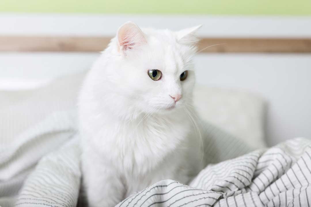 Eine weiße Katze guckt in der Gegend herum