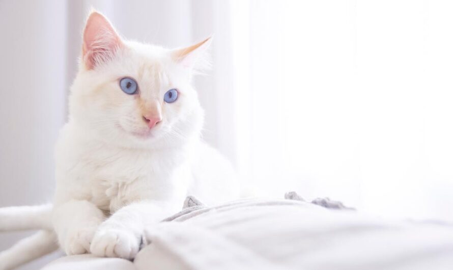 Weiße Katzen: Sie sind bildschön, aber …