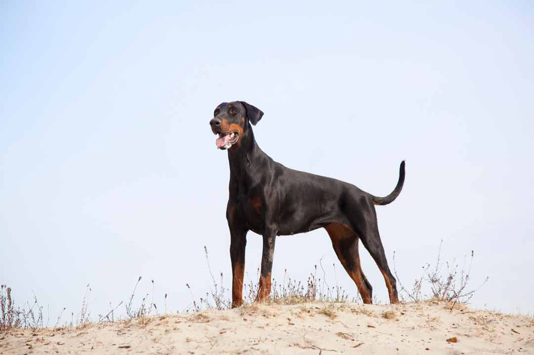 Dieser Dobermann ist nicht kupiert und das finden wir ganz wundervoll