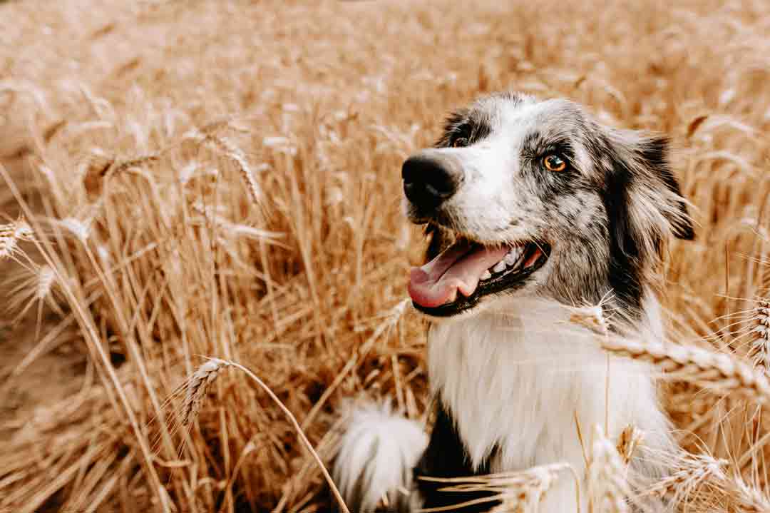 Eine Granne können sich Hunde leider schnell einfangen.