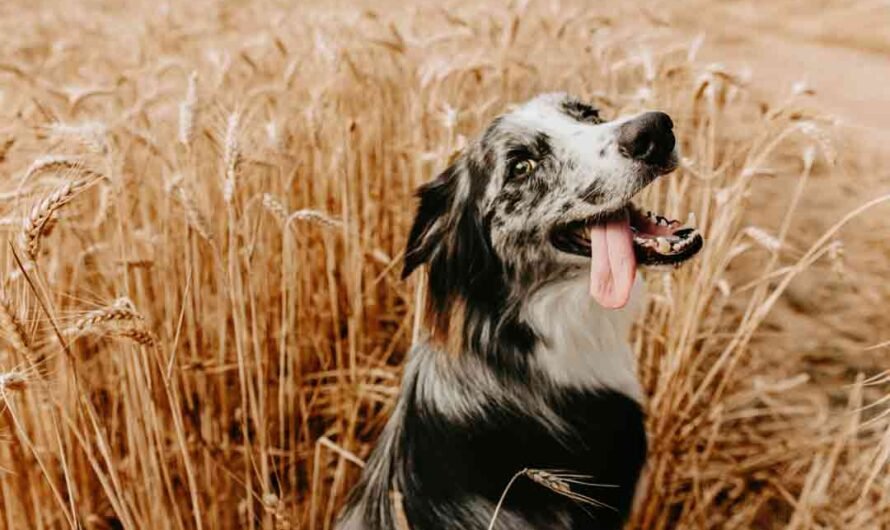 Grannen beim Hund: Darum sind sie so gefährlich