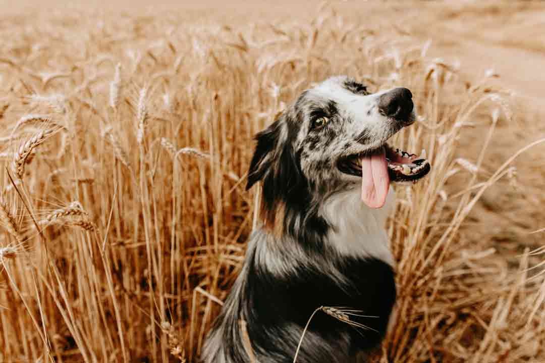 Grannen beim Hund sind gefährlich