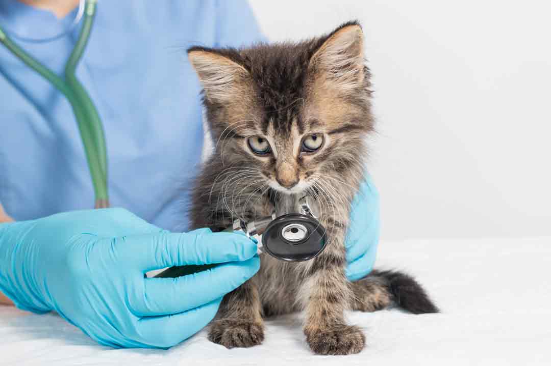HCM bei der Katze: Das Herz eines Kätzchens wird abgehört