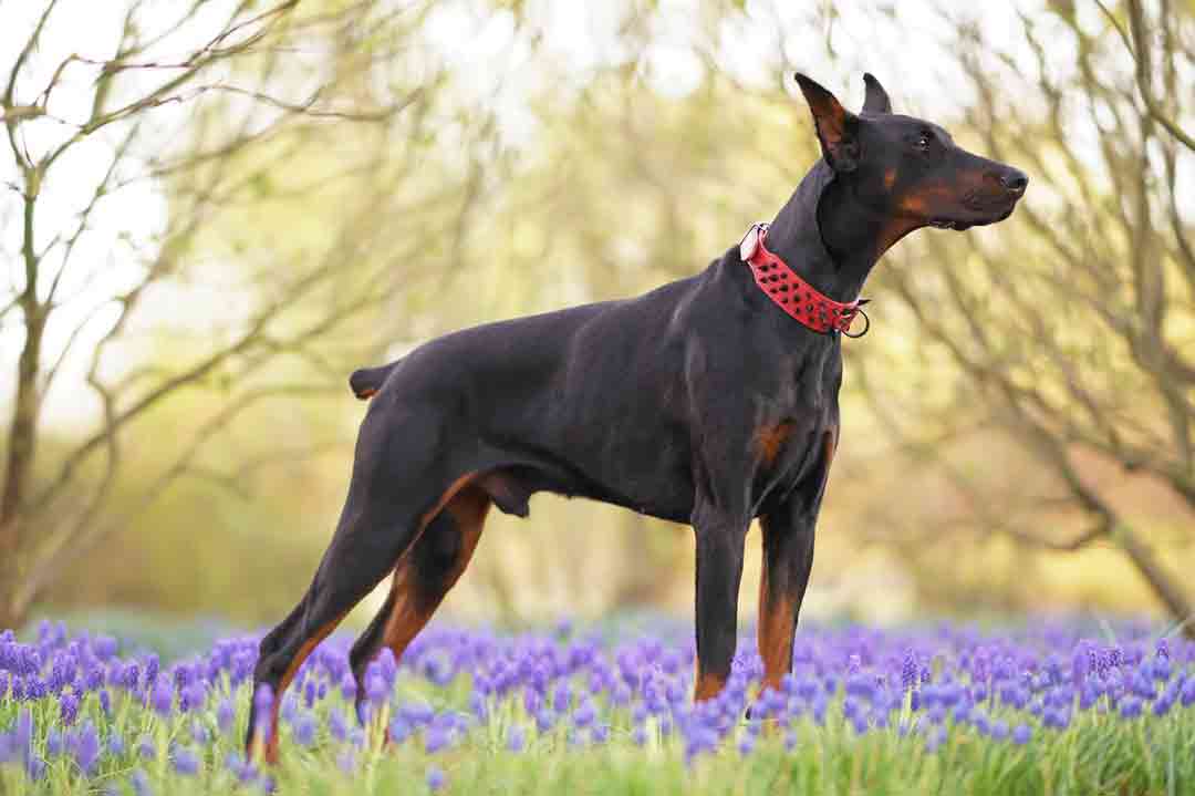 Soll man den Hund kupieren? Dieser Dobermann ist an Ohren und Rute kupiert