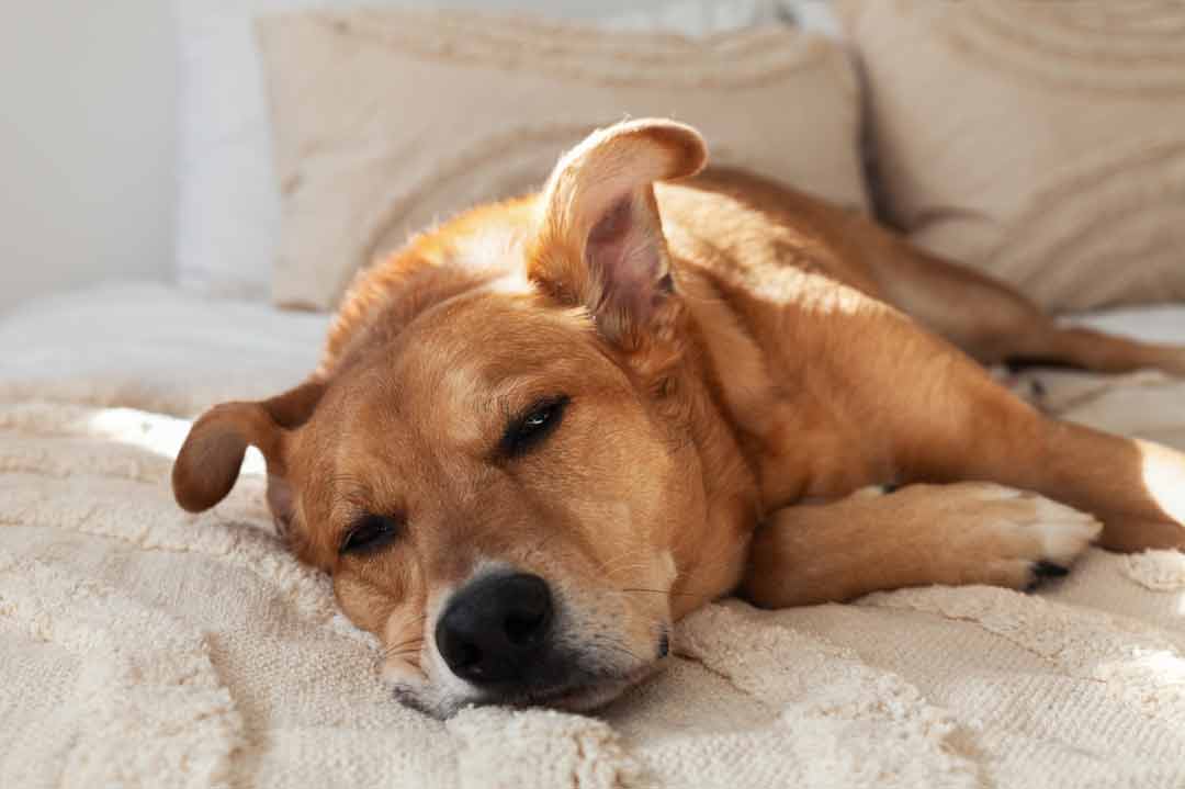 Der Hund zittert, aber warum eigentlich?