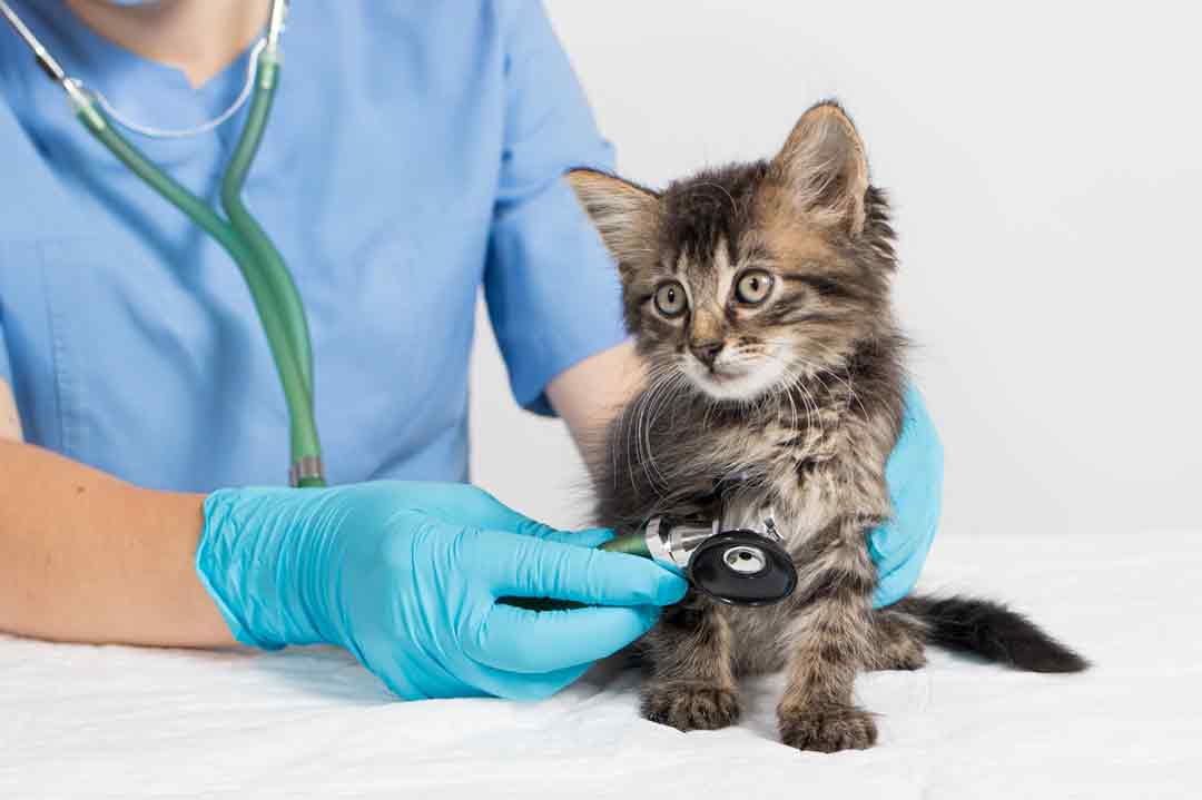 Hypertrophe Kardiomyopathie bei der Katze (HCM)