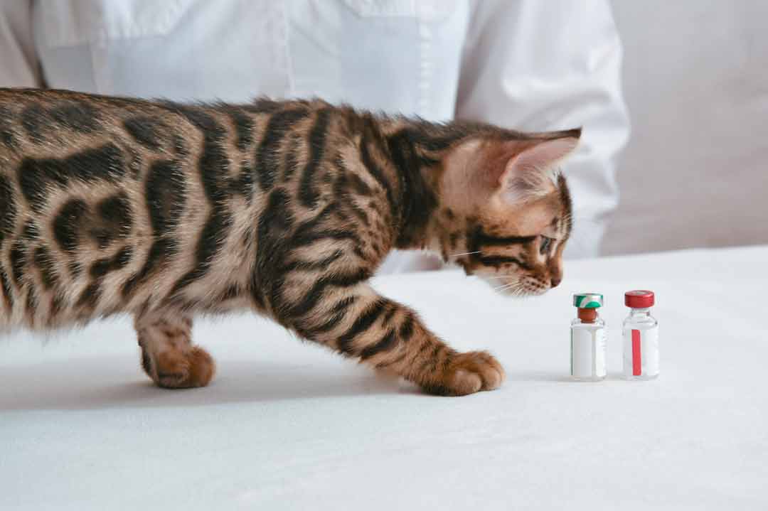 Impfung für die Katze