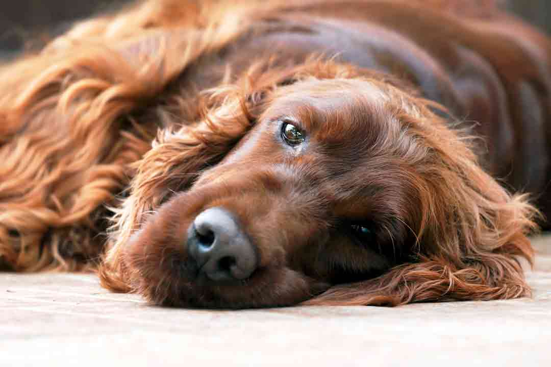 Ein Irish Setter liegt müde und glücklich in der Gegend herum