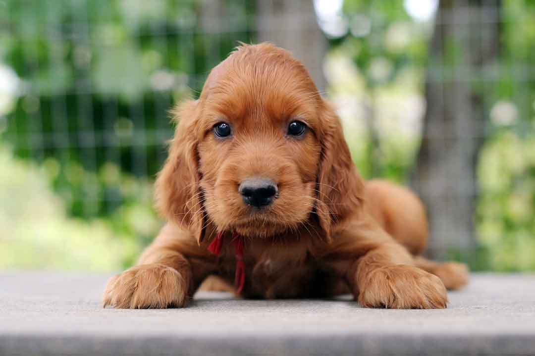 Ein Irish Setter Welpe liegt, guckt und ist zuckersüß