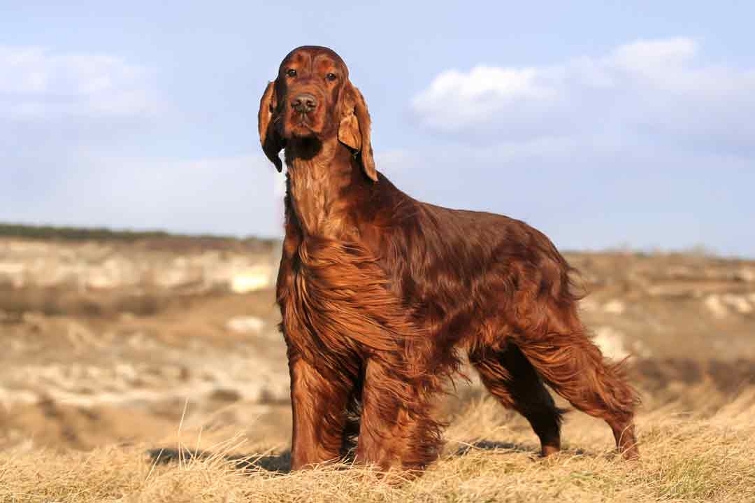 Irish Setter: Ein Irish Setter steht mit wehendem Haar im Wind