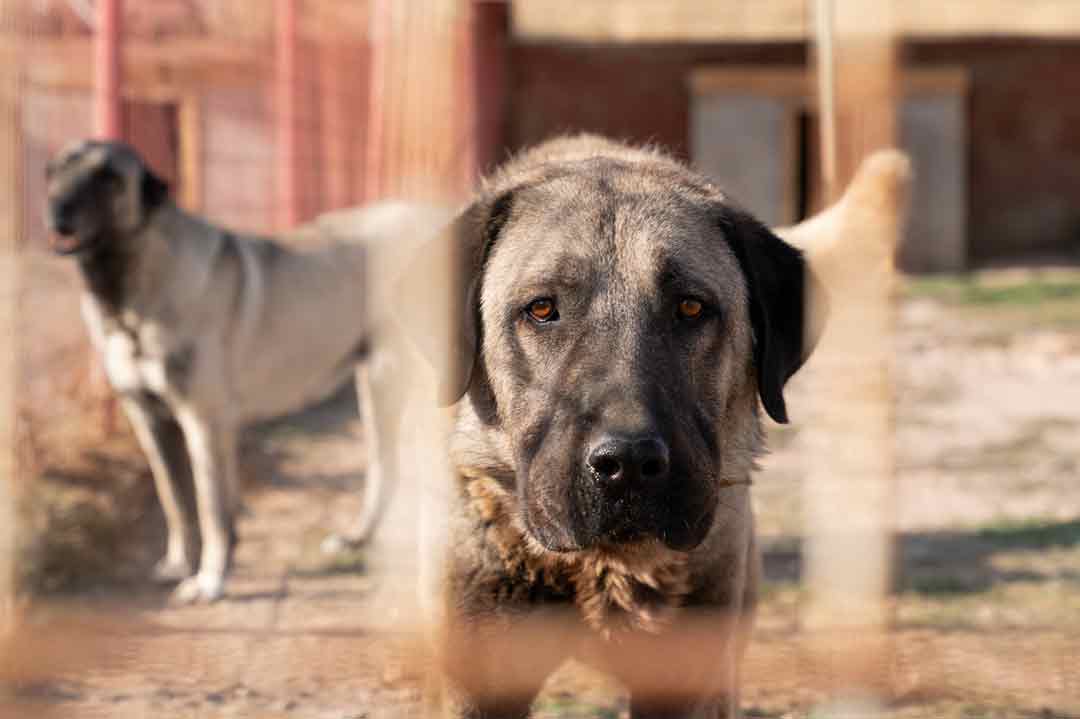 Kangal im Tierheim