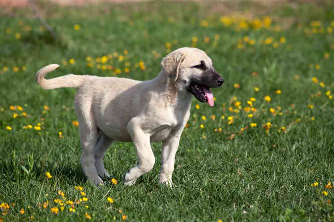 Kangal: Als Welpe ahnt man noch nicht, was in dem Hirtenhund steckt