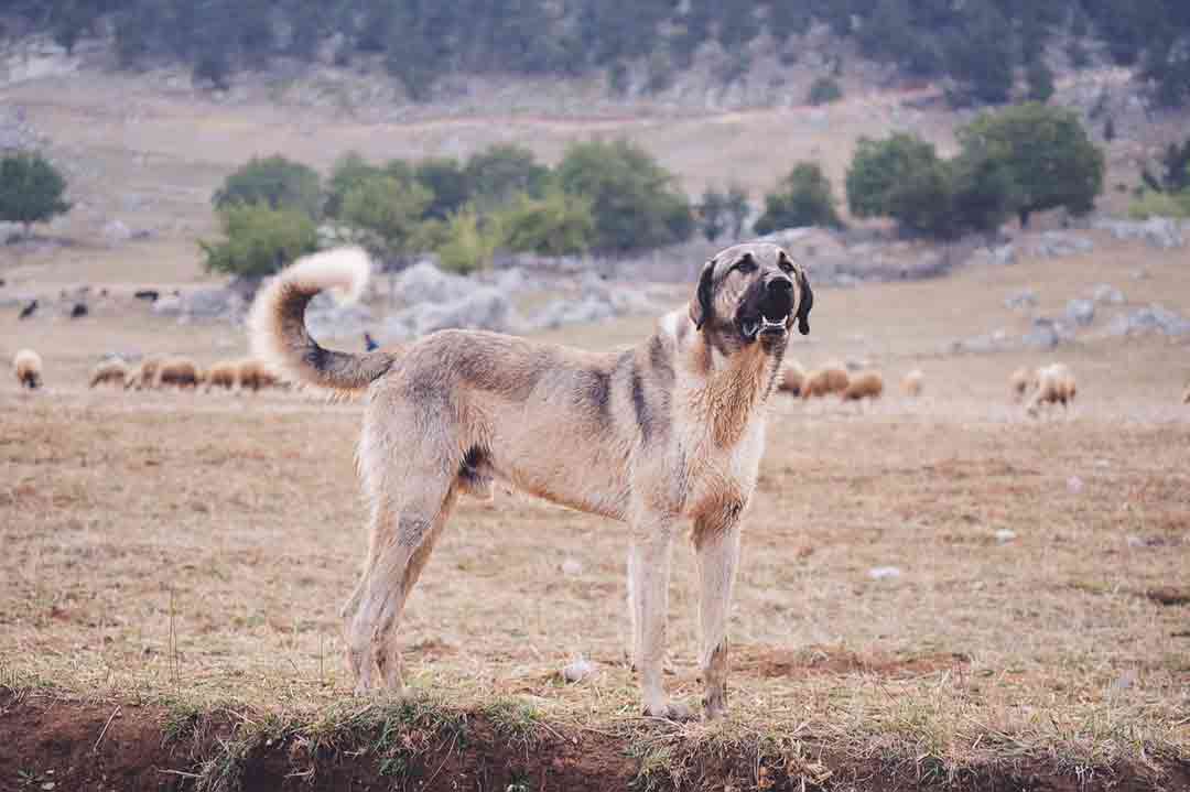 Kangal: Anatolischer Hirtenhund