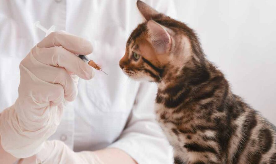 Katze impfen: warum, wogegen, wie oft?