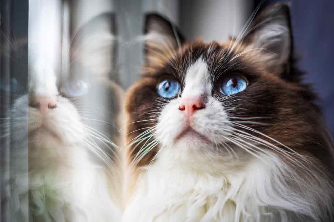 Katzen fotografieren: Tipps für schöne Bilder