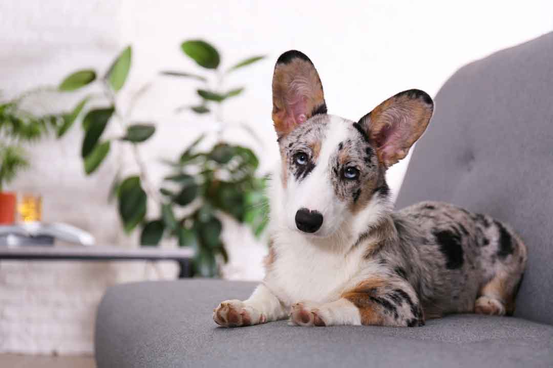 Hund mit Merle-Faktor: Dieser Corgi ist besonders gefärbt