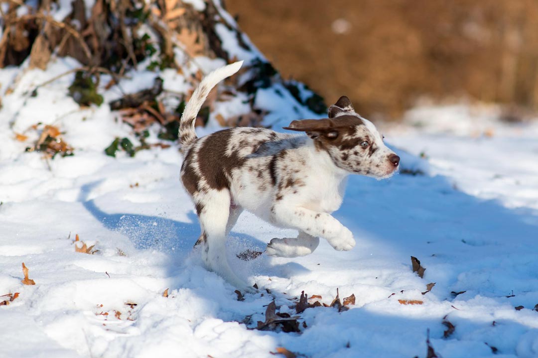 Ein Welpe mit Red-Merle-Zeichnung flitzt durch den Schnee