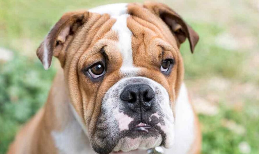 Englische Bulldogge: Charakter, Haltung, Pflege