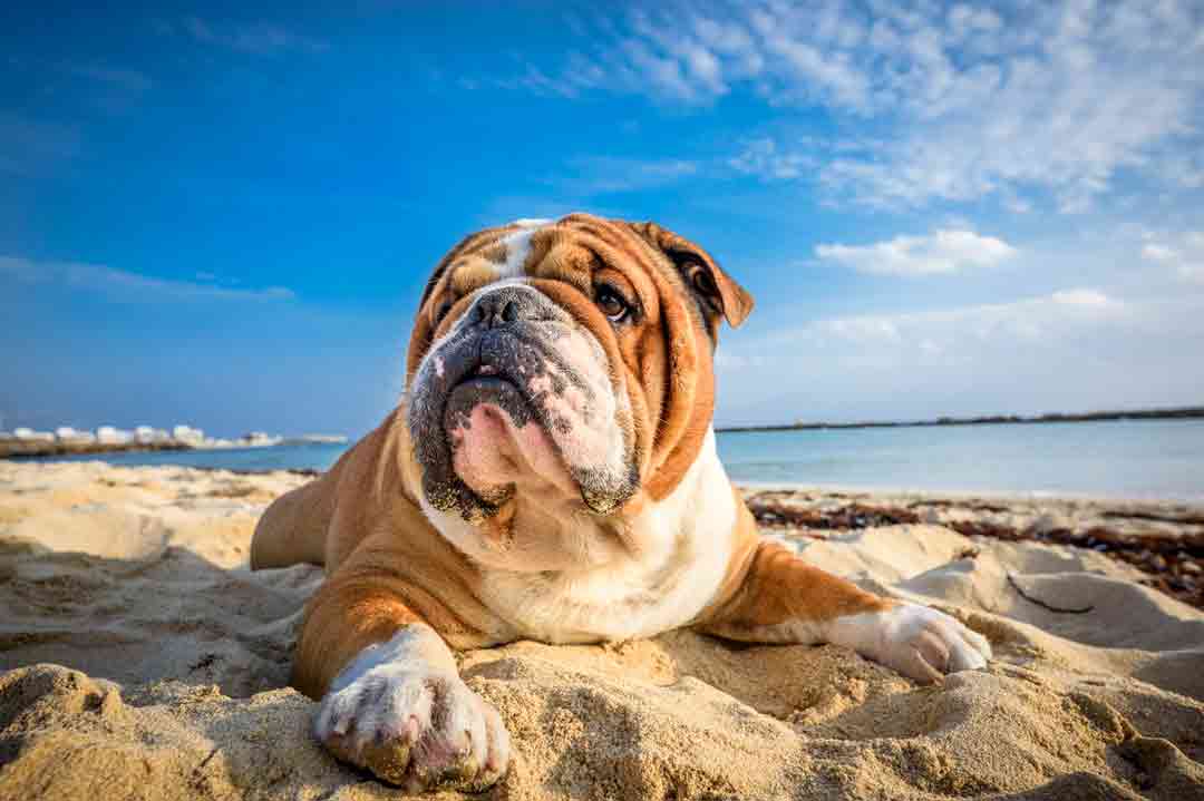 Englische Bulldogge im Steckbrief