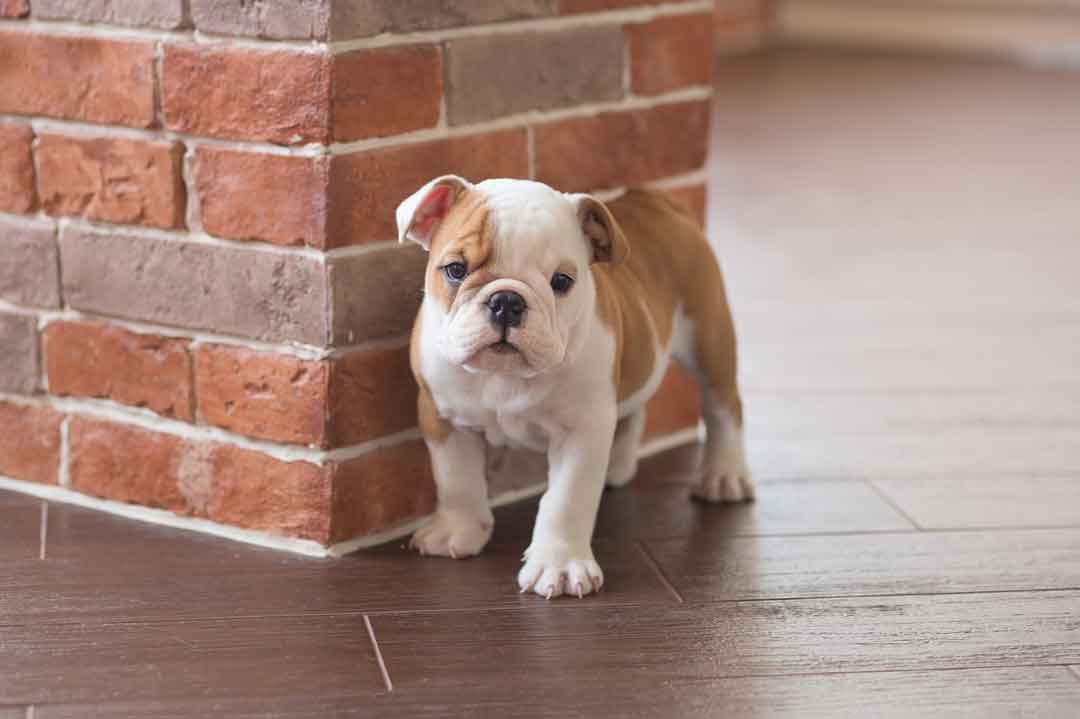 Englische Bulldogge: Welpen kaufen