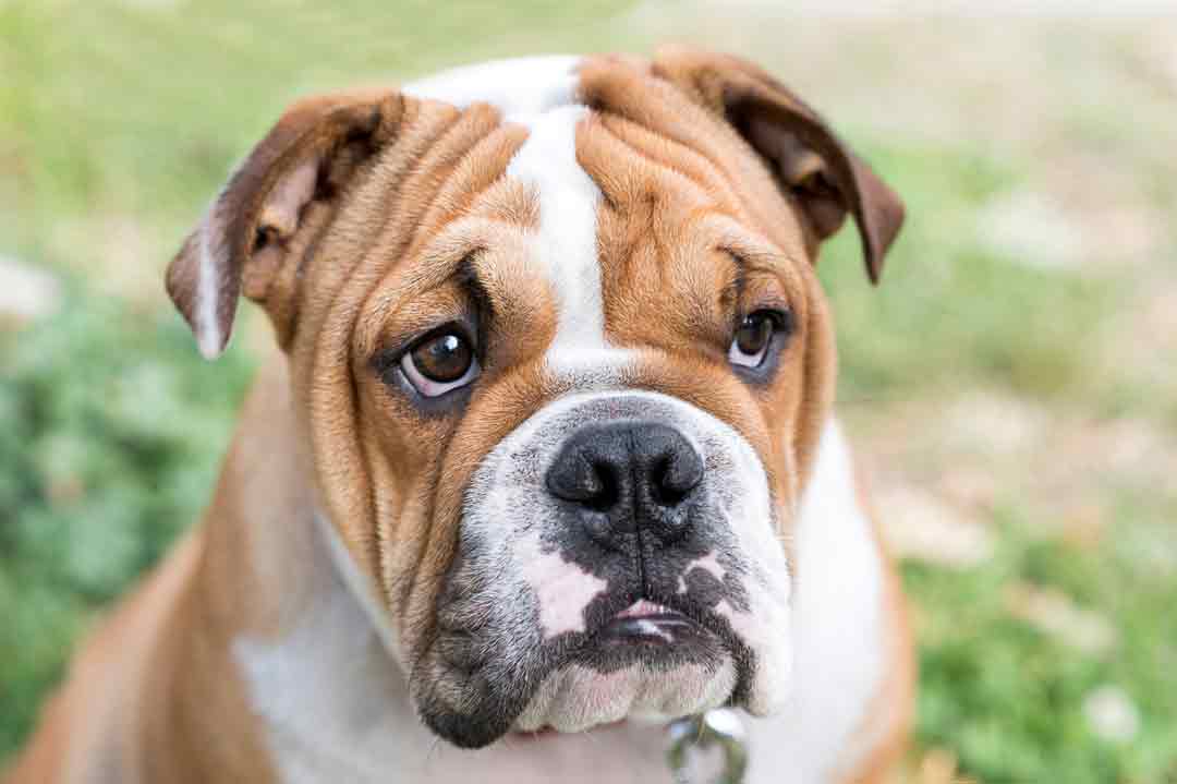 Englische Bulldogge im Rasseporträt