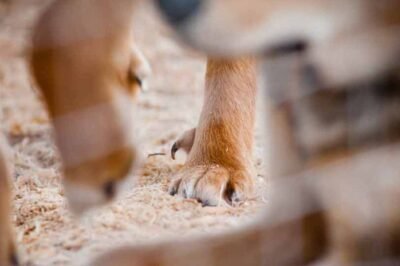 Ein Hund mit einer Wolfskralle
