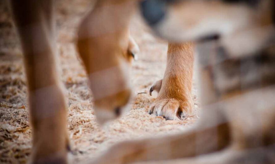 Wolfskralle beim Hund: Was ist das und was will sie?