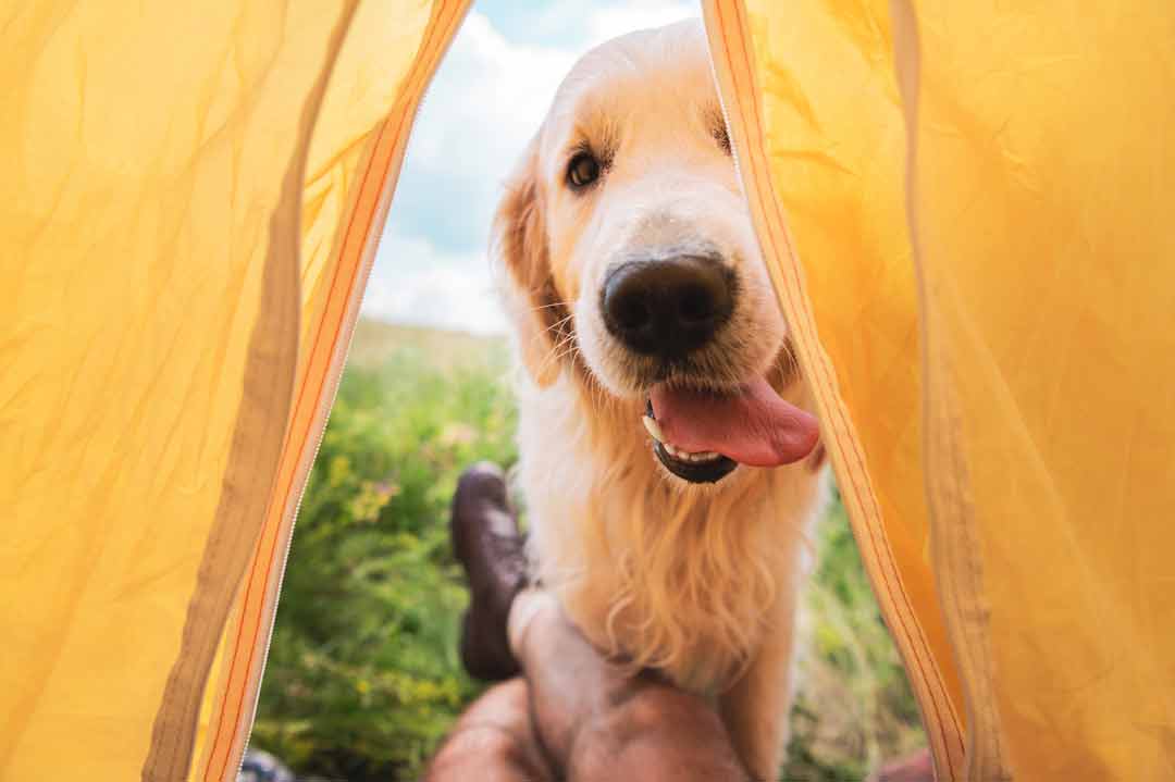 Camping mit Hund: Ein Vierbeiner schaut freundlich ins Zelt