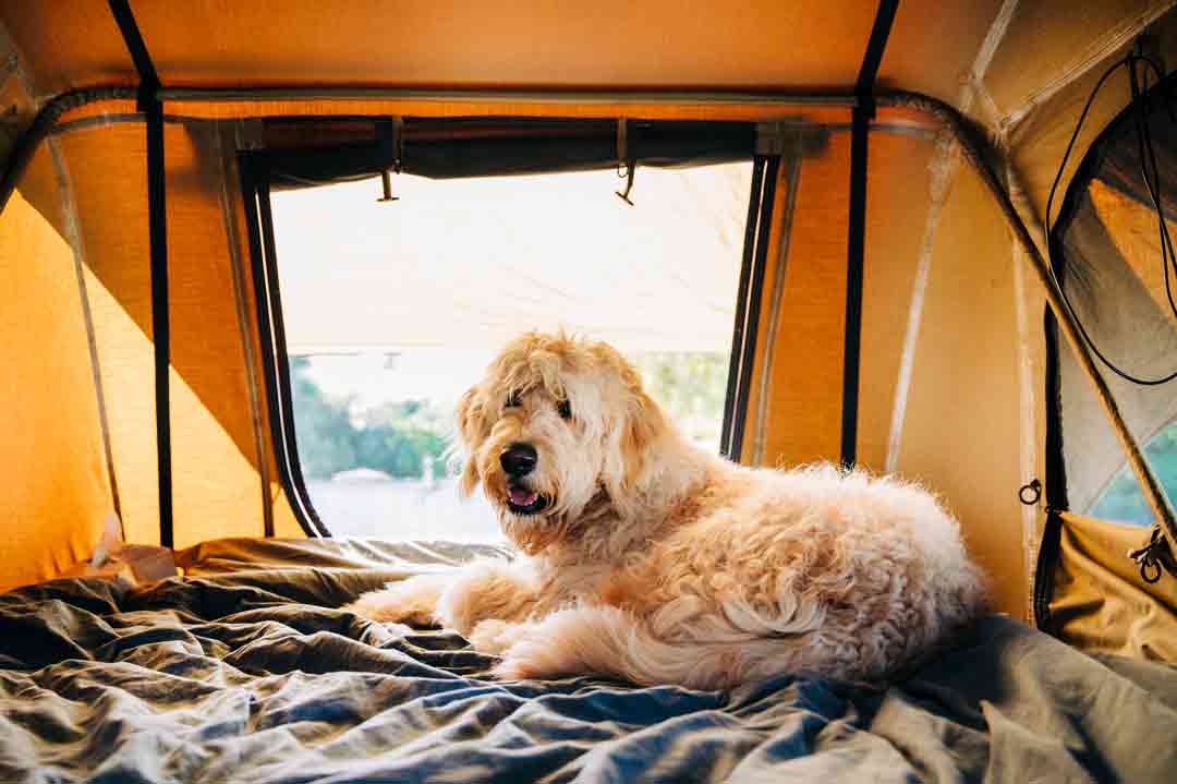 Camping mit Hund: Ein Hund liegt im Zelt
