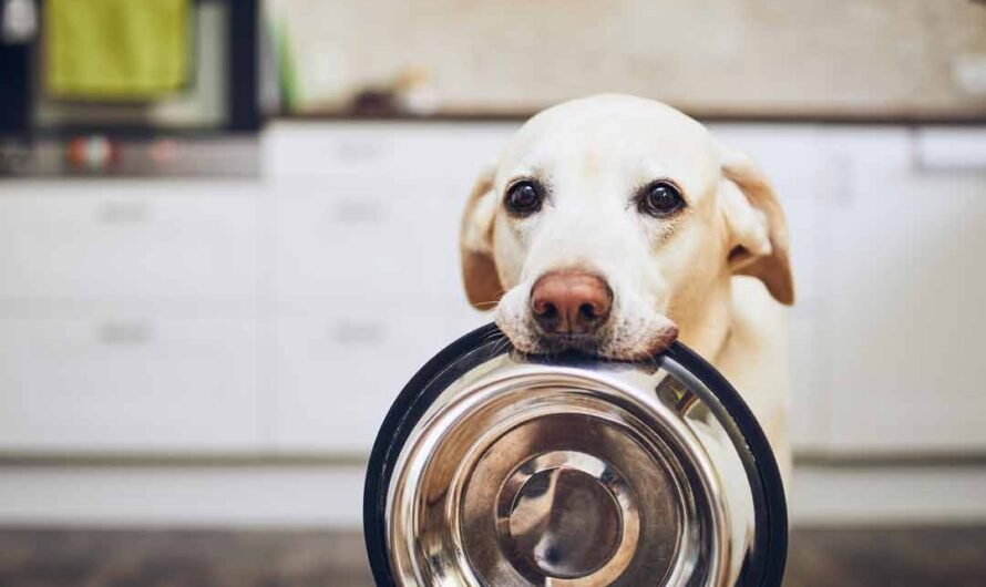 Welches Futter für den Hund?