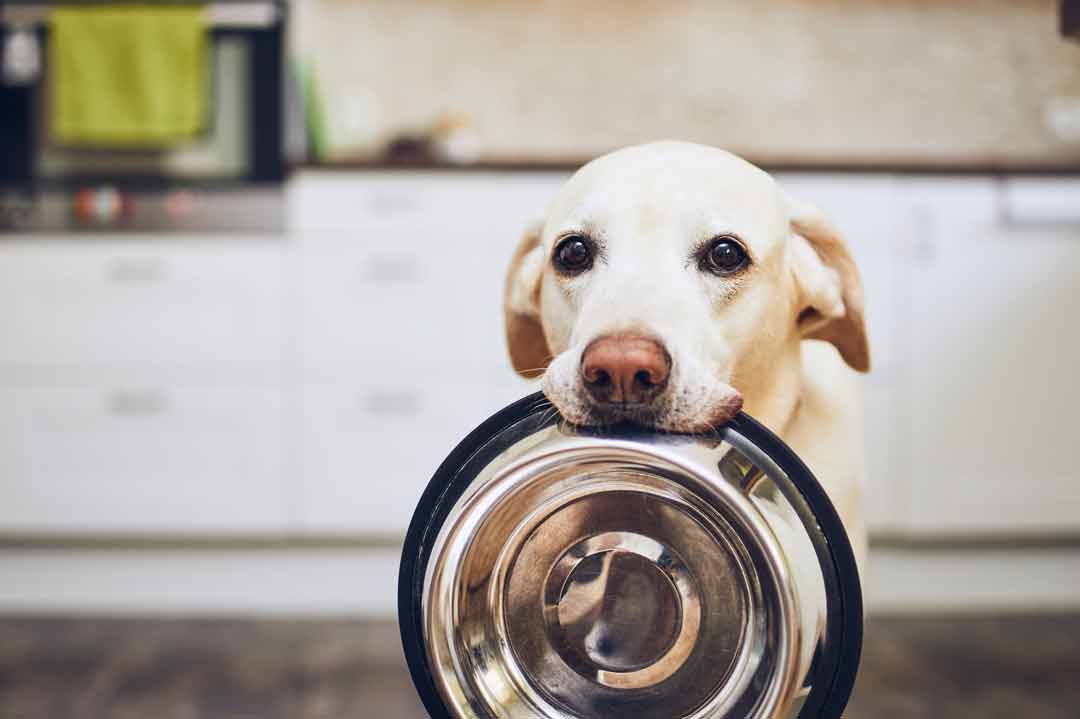 Ein Hund hält seinen Napf im Maul