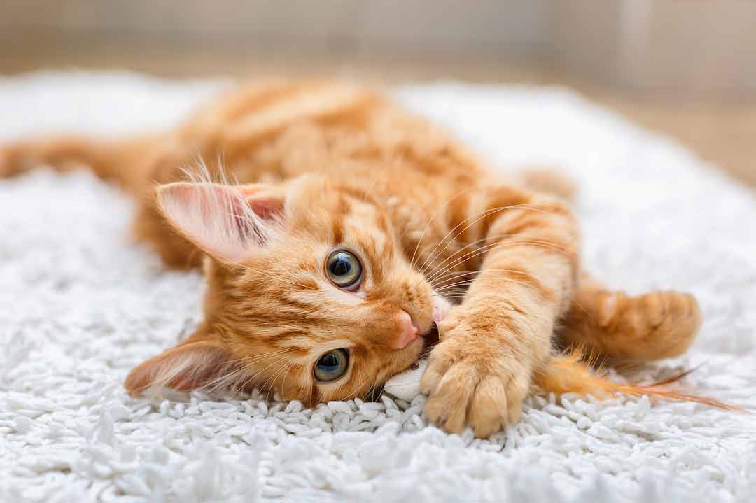 Beliebteste Katzennamen 2023: Eine rote Katze hat eine Spielmaus erwischt