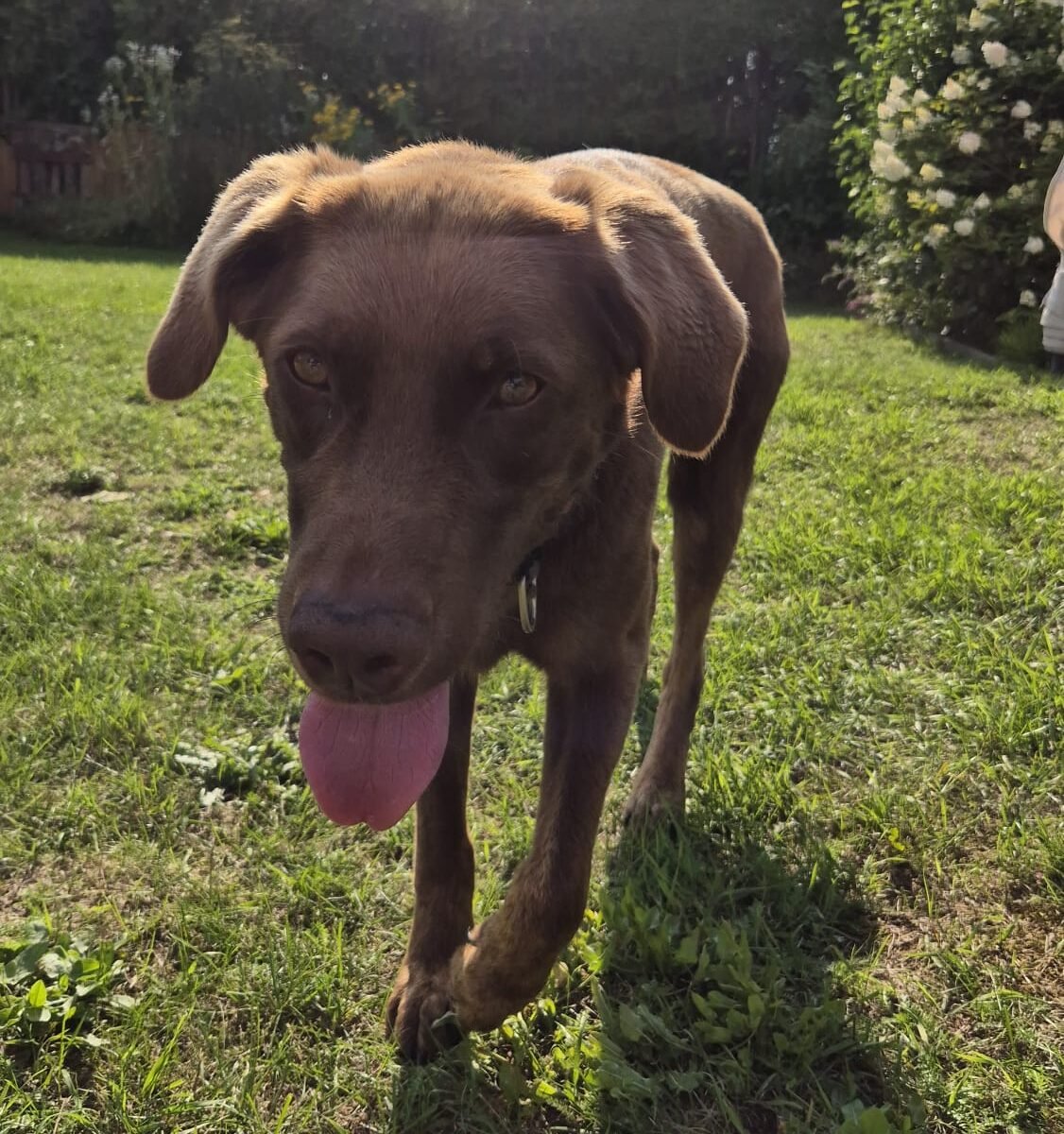 "Schoko", der Labradorrüde von Laura Platz