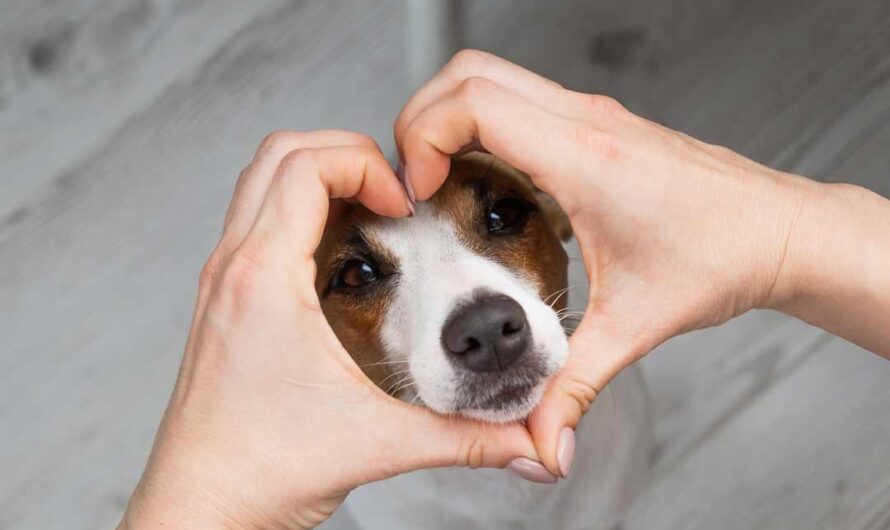 Die beliebtesten Hunderassen 2025