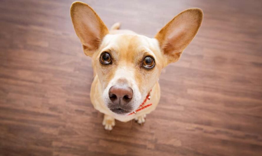 Die beliebtesten Hundenamen 2025