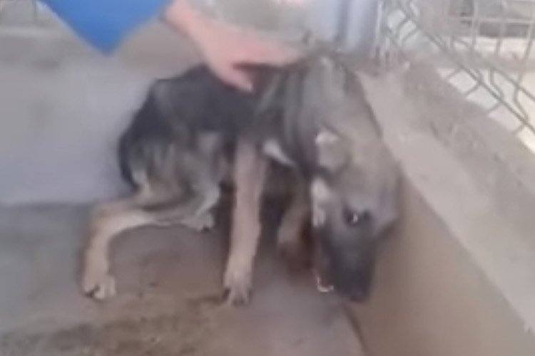 Gequälter Hund wird zum ersten Mal gestreichelt – und schreit vor Angst