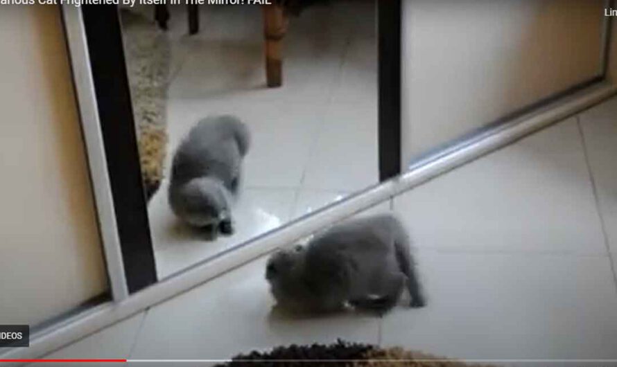 Kätzchen sieht sich das erste Mal im Spiegel