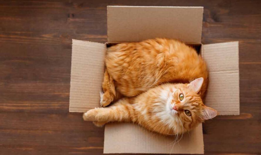 Darum lieben Katzen Kartons