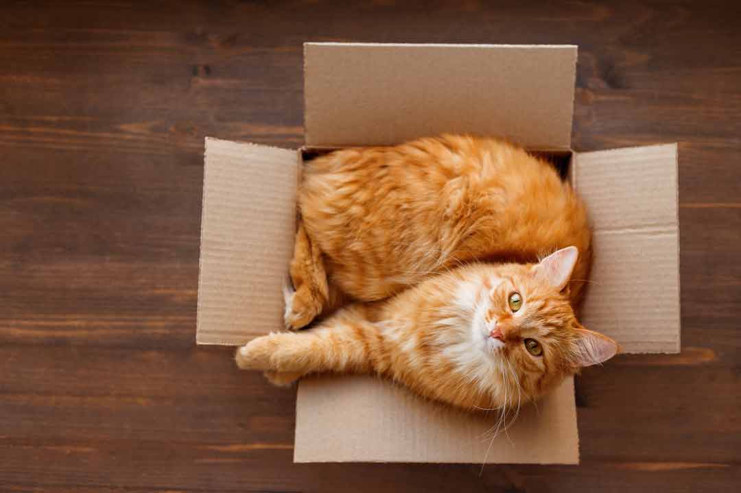 Warum lieben Katzen Kartons?