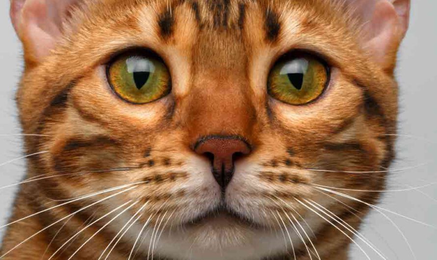 Allergiker: Katze trotz Allergie? So geht’s!