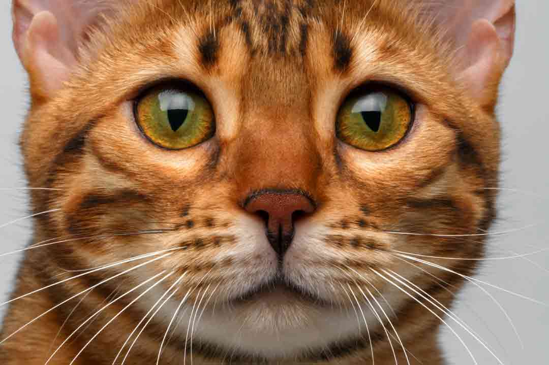 Allergiker-Katze: Diese Rassen eignen sich