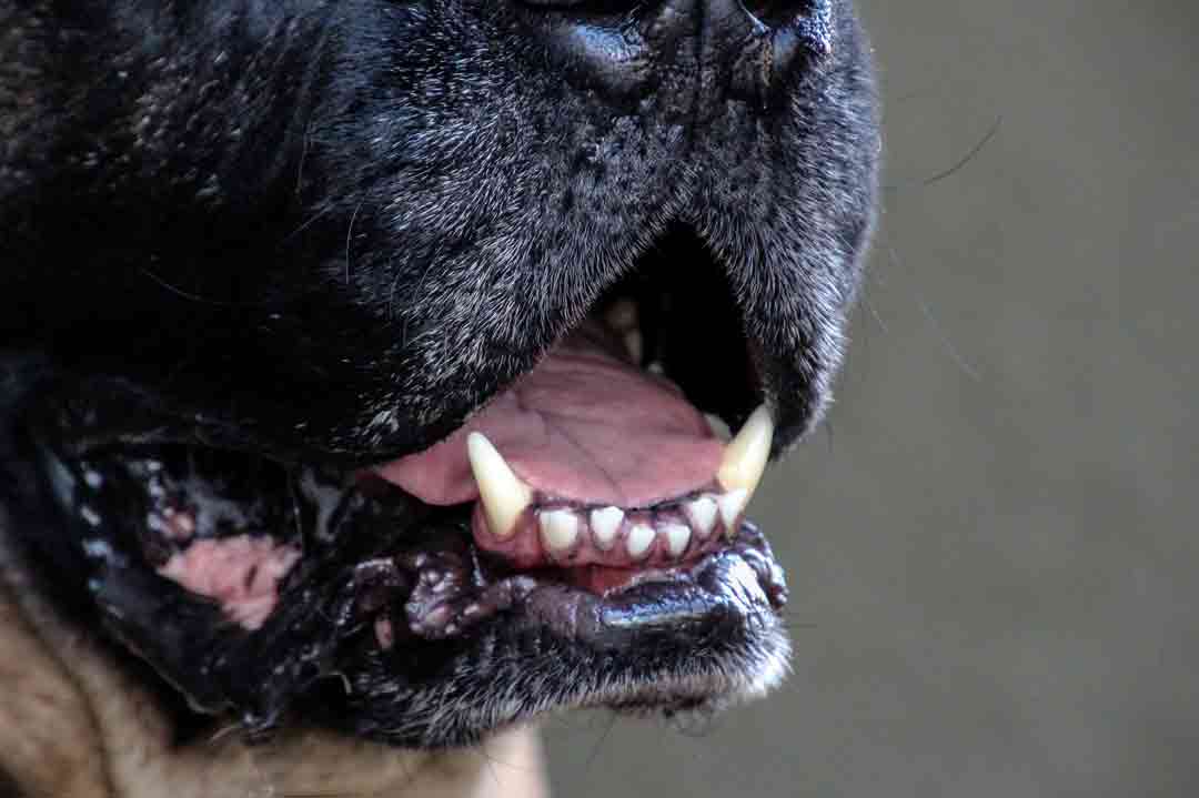 Hund hat Mundgeruch: Gibt es Hausmittel?
