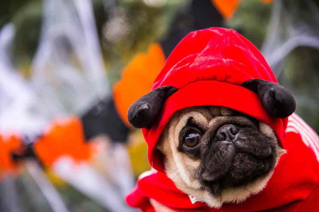 Ein Hund trägt ein doofes, rotes Kostüm.