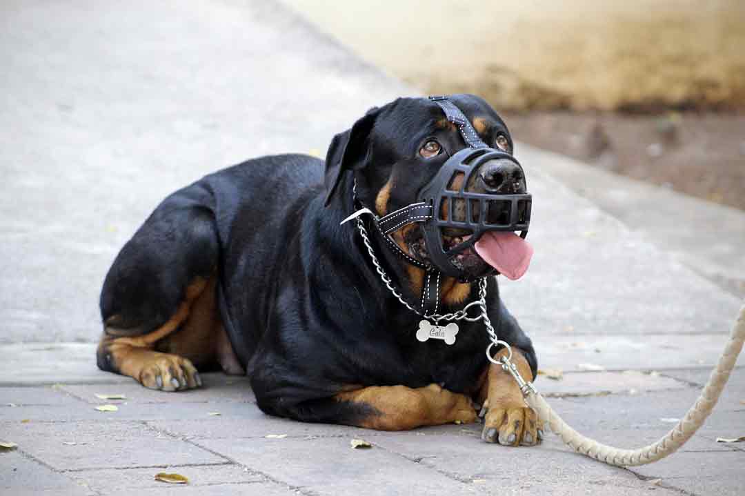 Ein Hund trägt einen Maulkorb