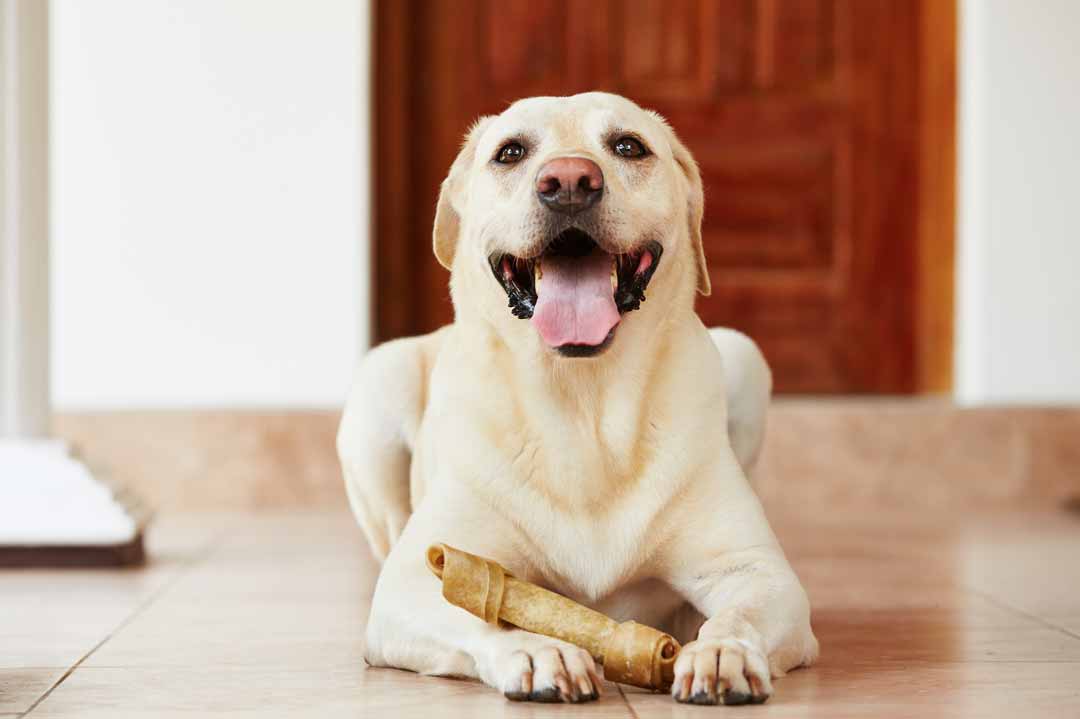 Hund riecht aus dem Maul: Kauprodukte können helfen.