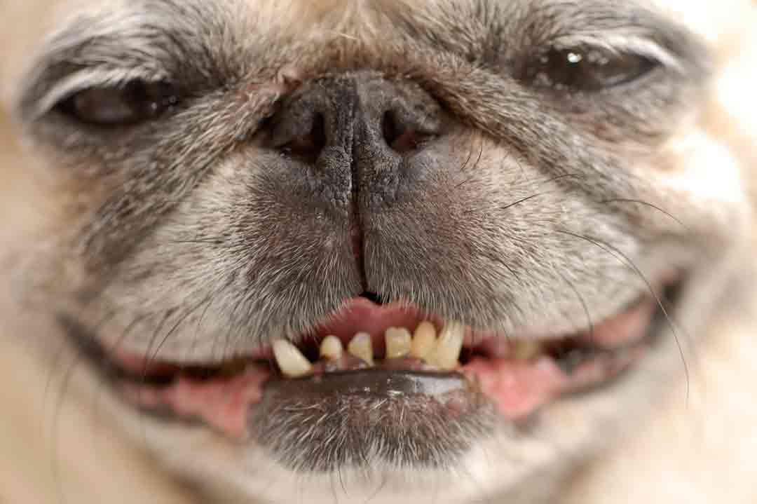 Hund stinkt aus dem Maul: Was hilft?