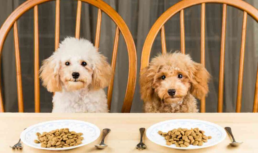 Wie viel Futter braucht der Hund?