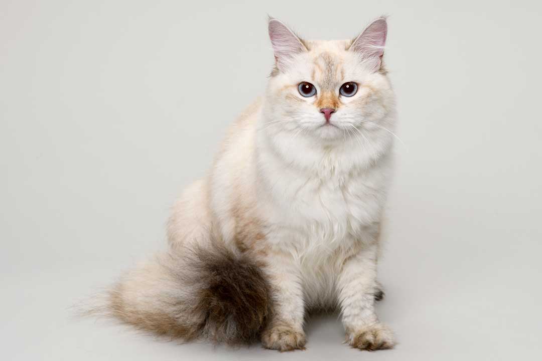 Katze bei Allergie: die sibirische Katze